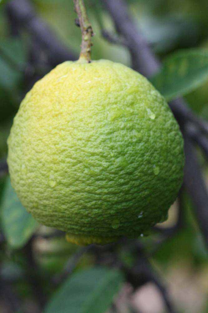              Fruit of  Citrus macrophylla        (Alemow, Riverside,   CA)       